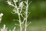 Annual trampweed